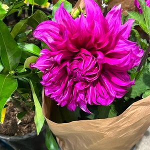 Meet your Posher, Wendy